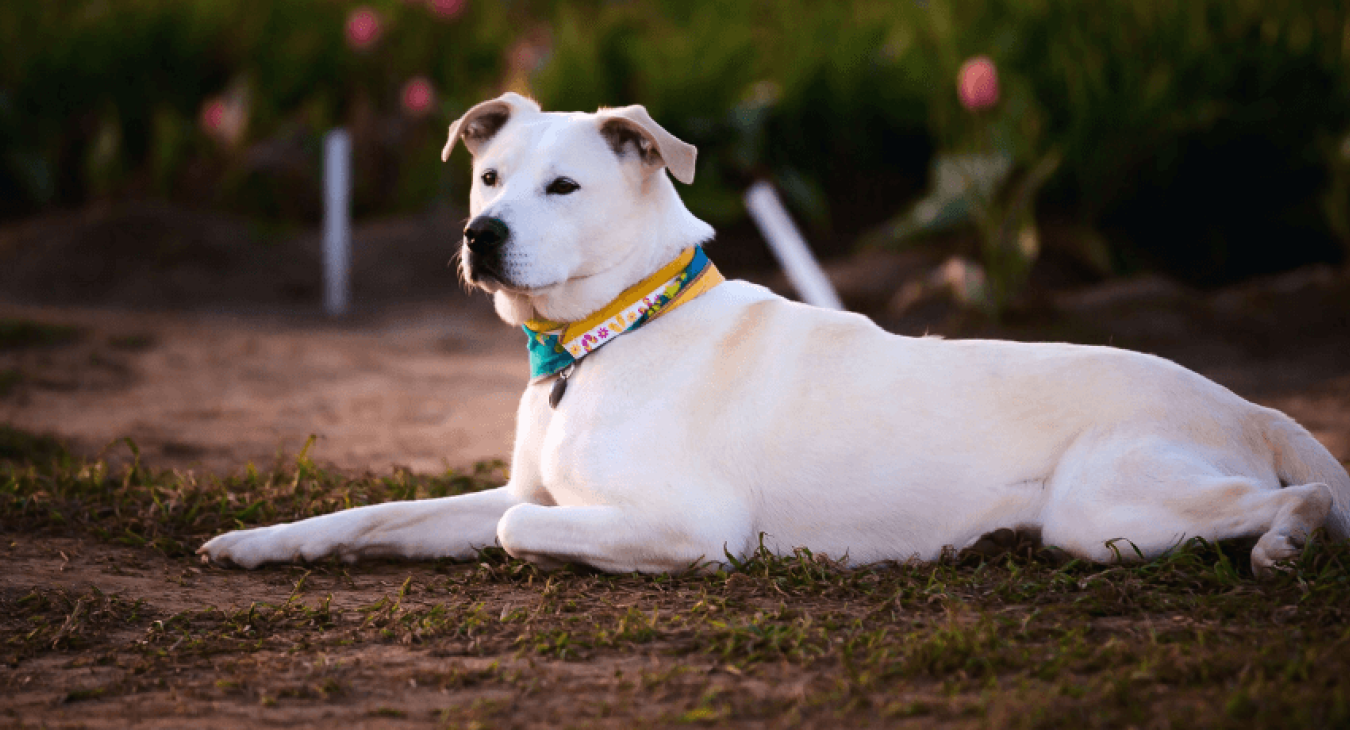 Comment apprendre un ordre à son chien ?