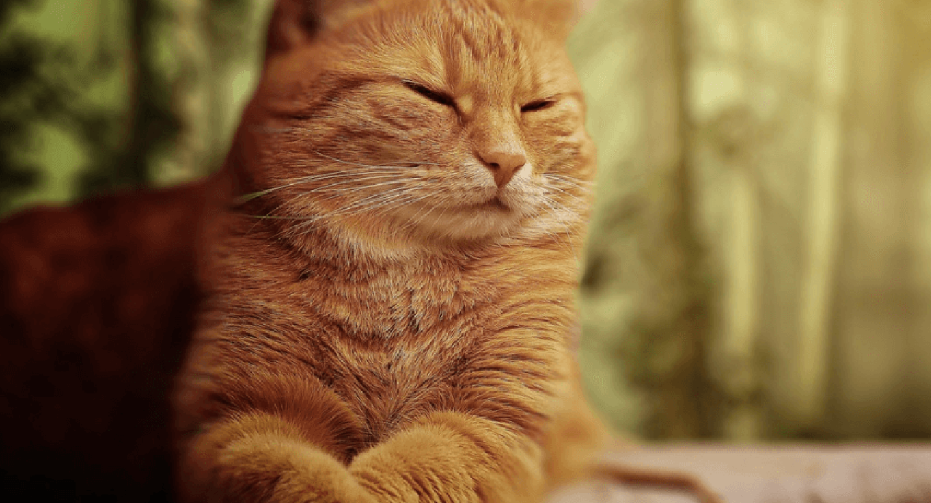 Tout savoir sur l’arthrose du chat