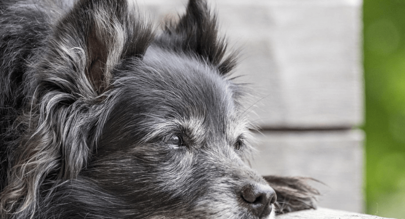 Tout savoir sur l'arthrose chez le chien