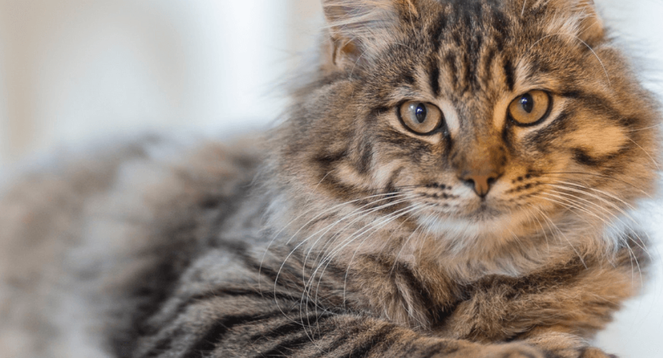 Autisme chez le chat : mon chat peut-il être autiste ?