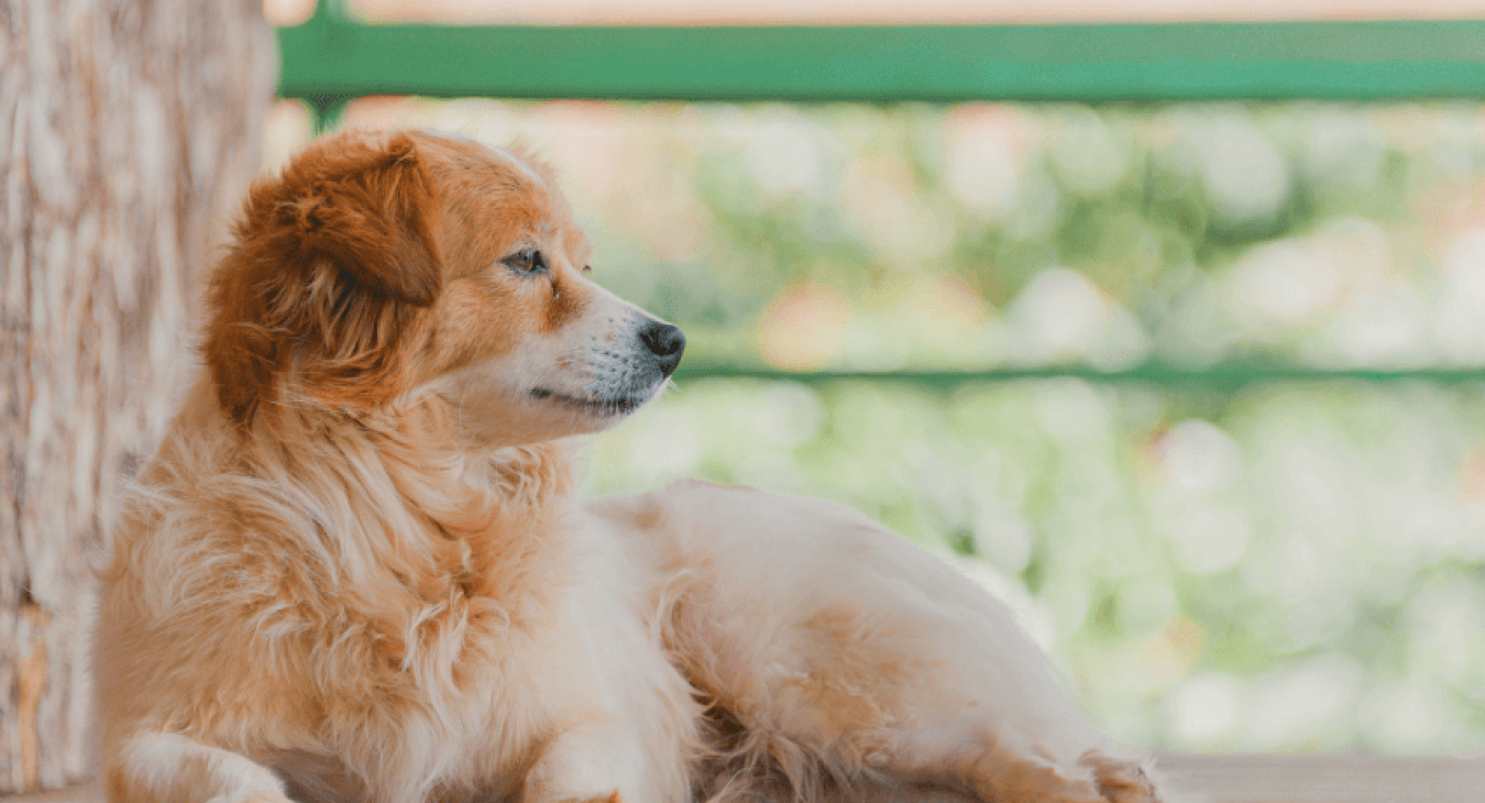 Un chien peut-il être autiste ?