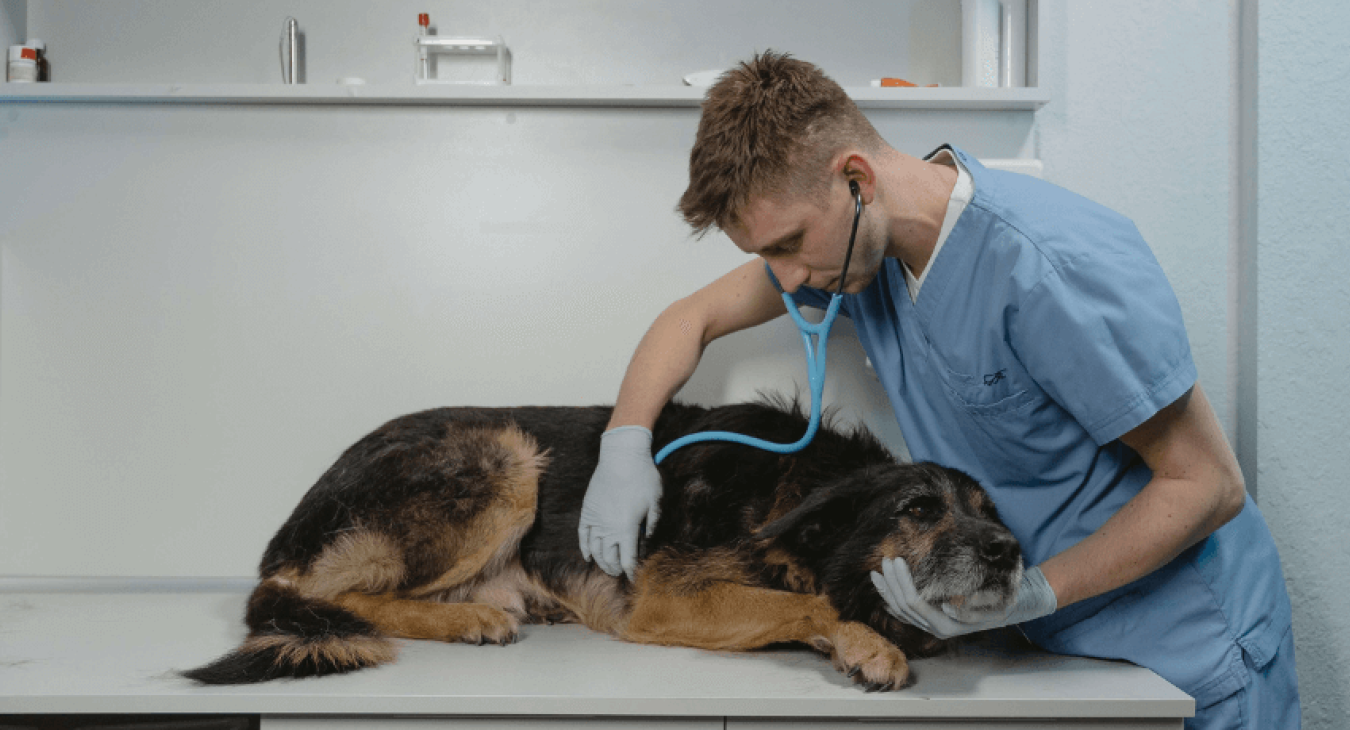 Comprendre et bien réagir face à l’AVC chez le chien