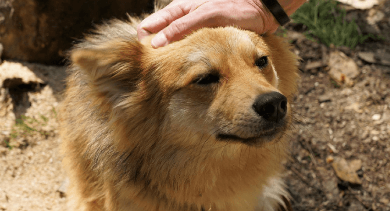 Quelles sont les bases de l’éducation du chien ?