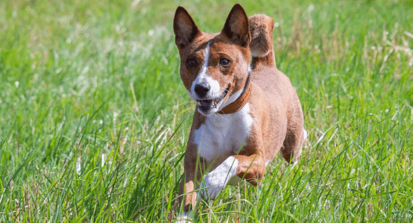 Le Basenji ou Terrier du Congo