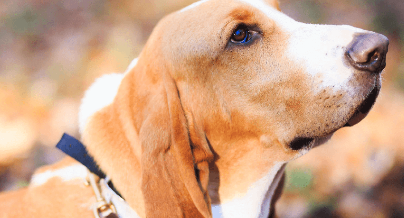 Le Basset Hound
