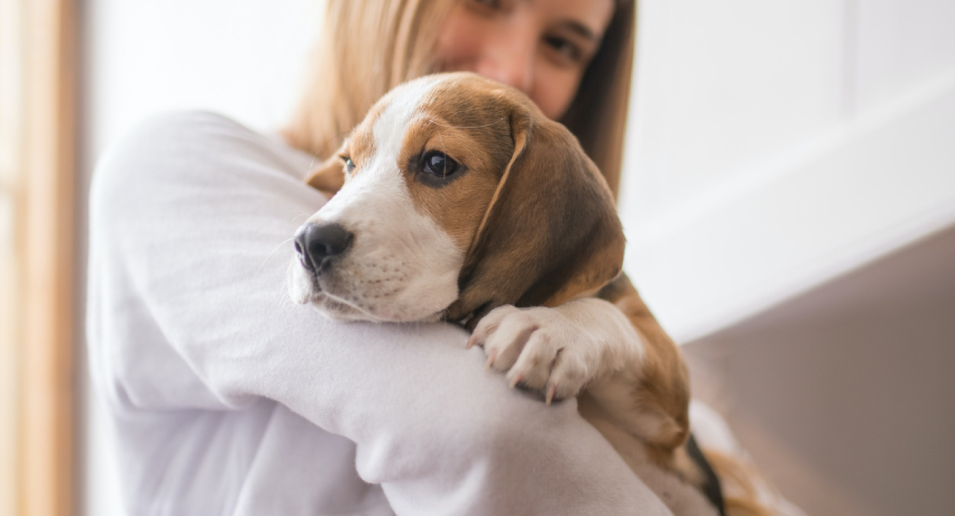 Adopter et prendre soin de son (Beagle)