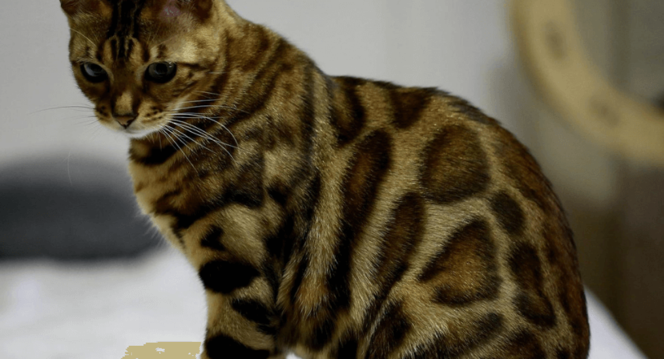Qu’est-ce qu’un chat de race ?