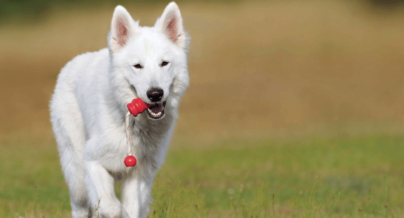 Le Berger blanc suisse