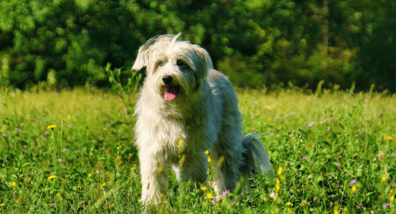 Le berger des Pyrénées : un chien vif et intelligent