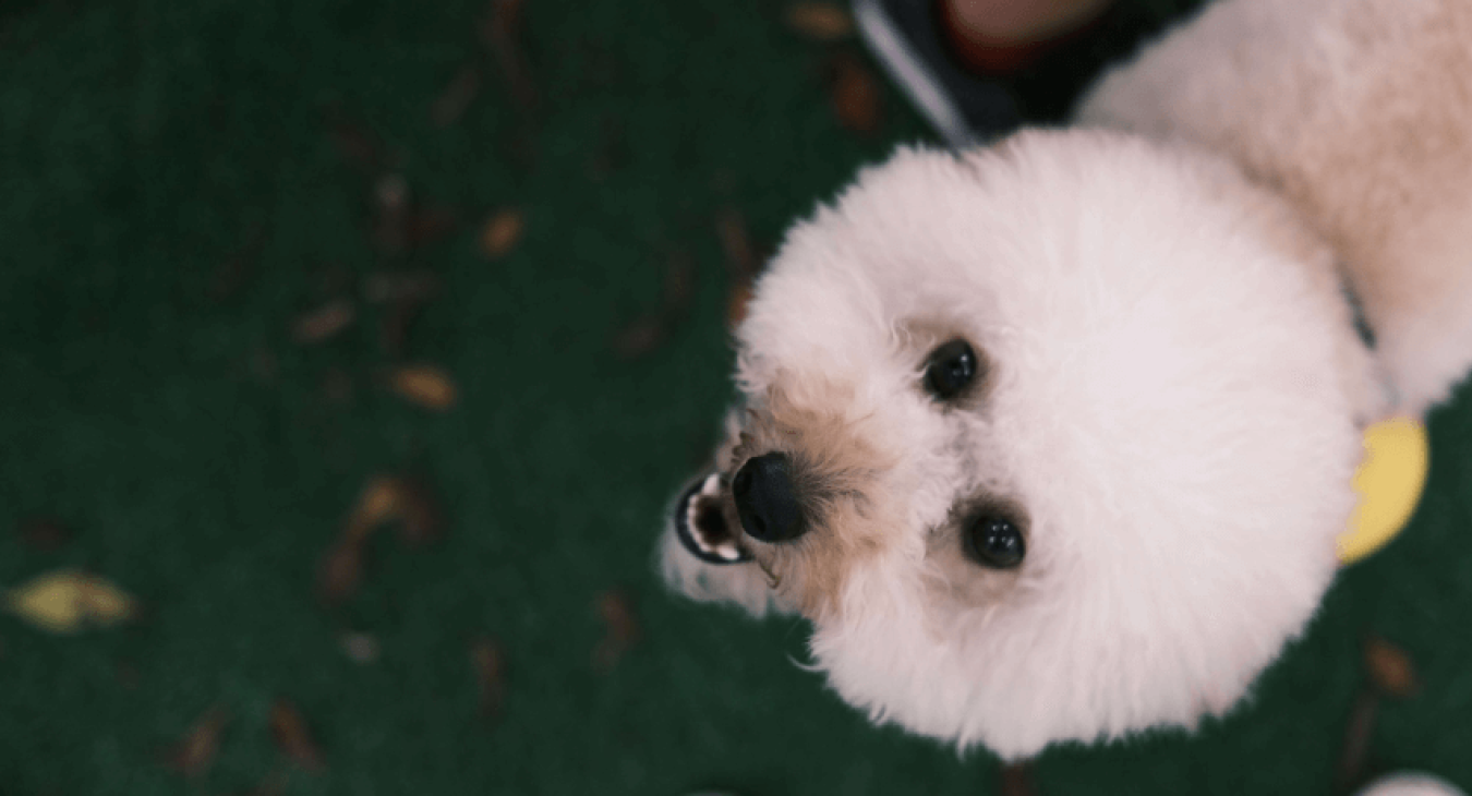 Le bichon frisé : un chien plein de gaieté et de vivacité