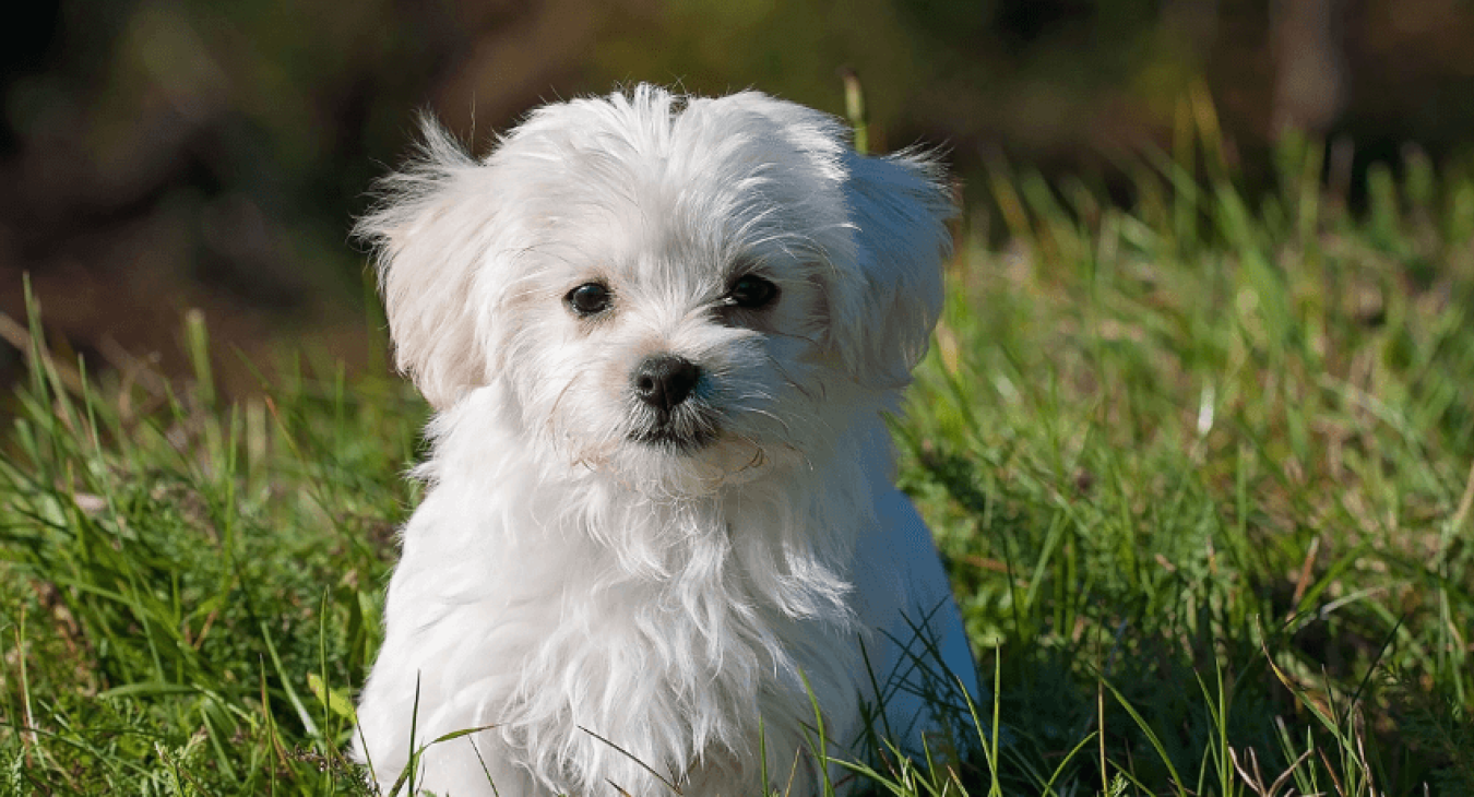 Le Bichon maltais
