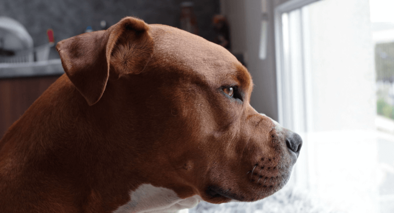 L’American Pit Bull Terrier
