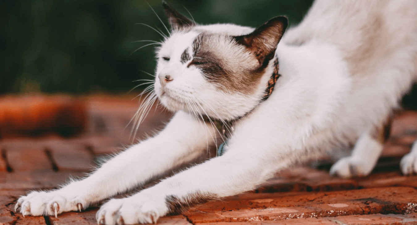 Bien éduquer son chat : les règles d’or