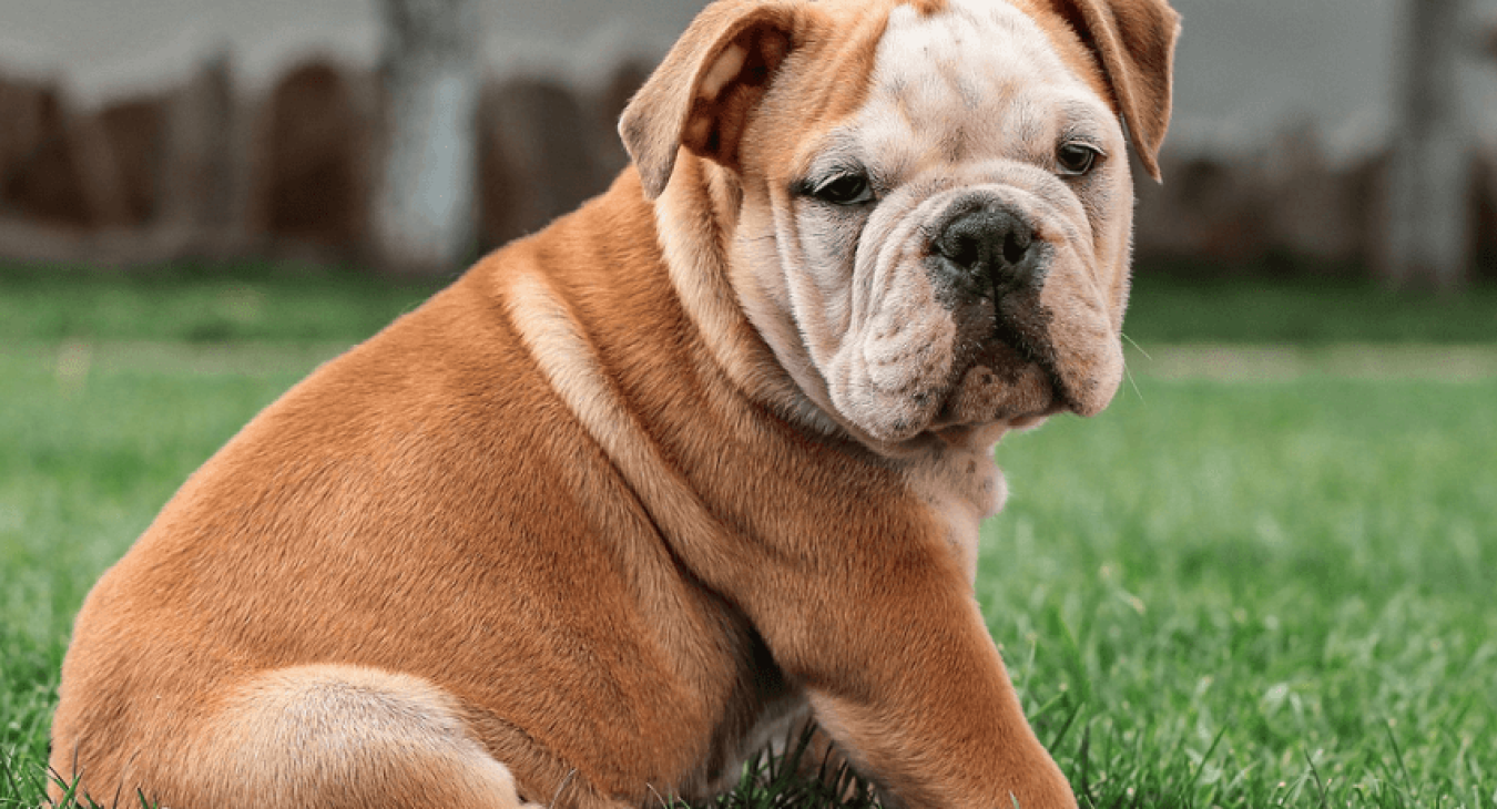 Connaissez-vous vraiment le Bulldog Anglais ?