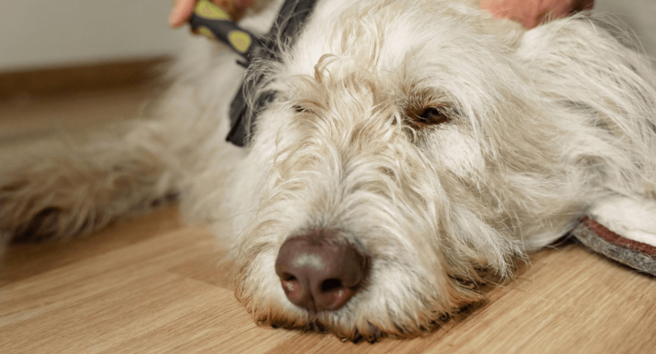 Comment réussir l'entretien du pelage de son chien ?