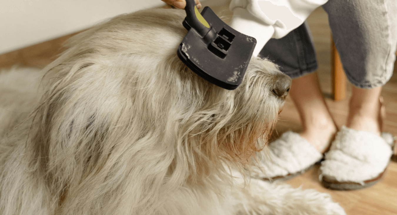 Apprendre à brosser son chien dans les règles de l'art