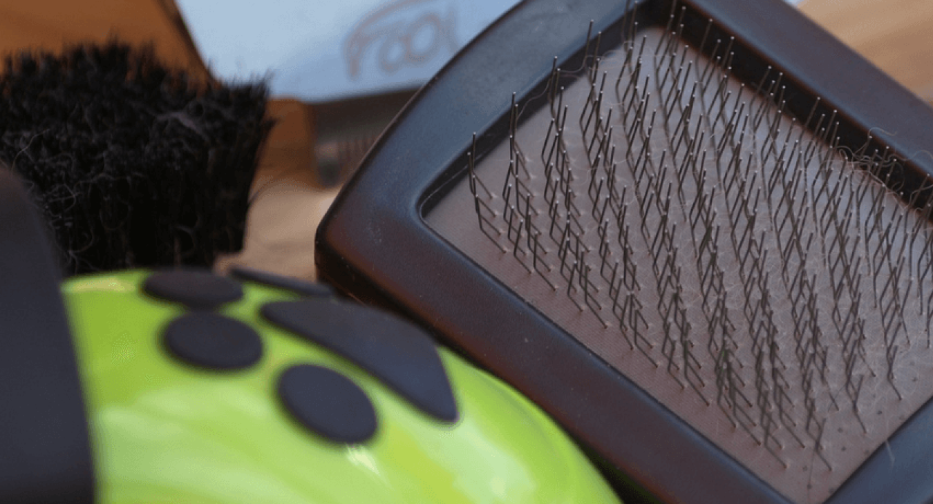 Nos conseils pour choisir une brosse pour chien adaptée à votre animal