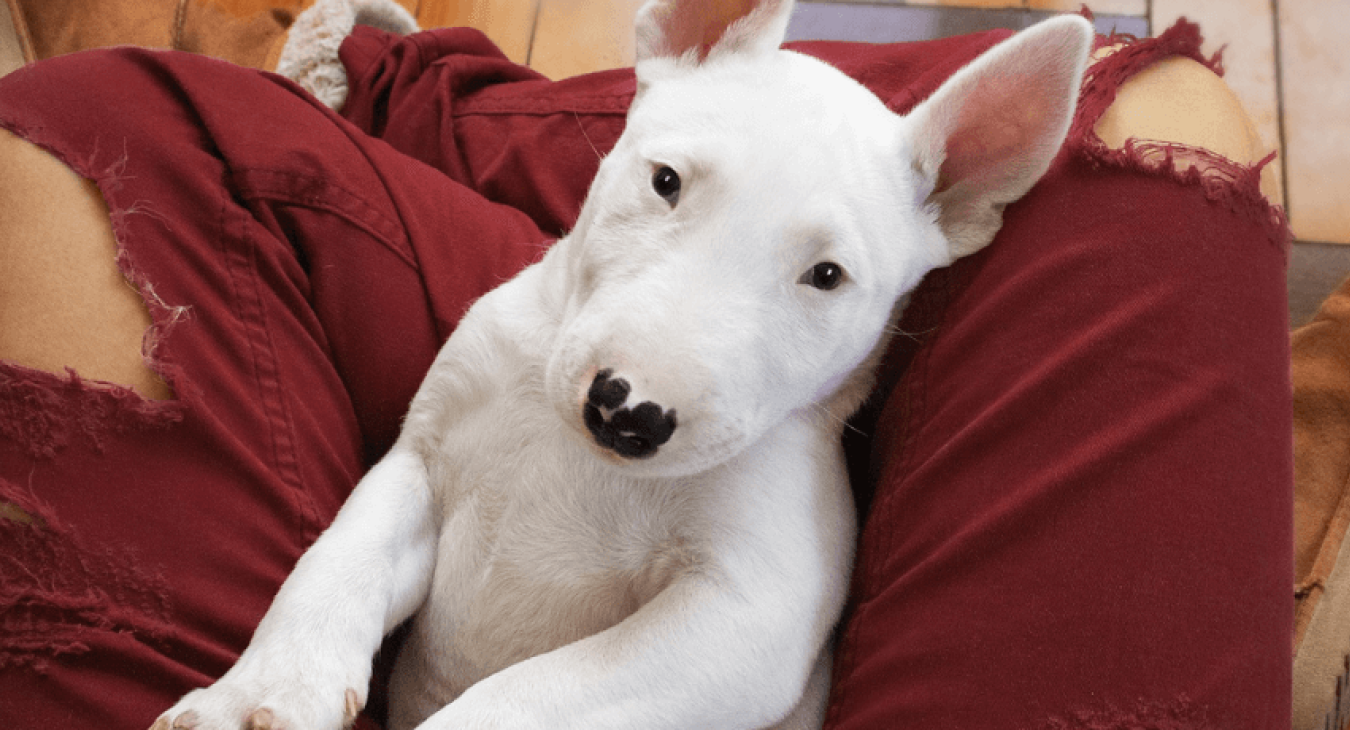 Bull terrier