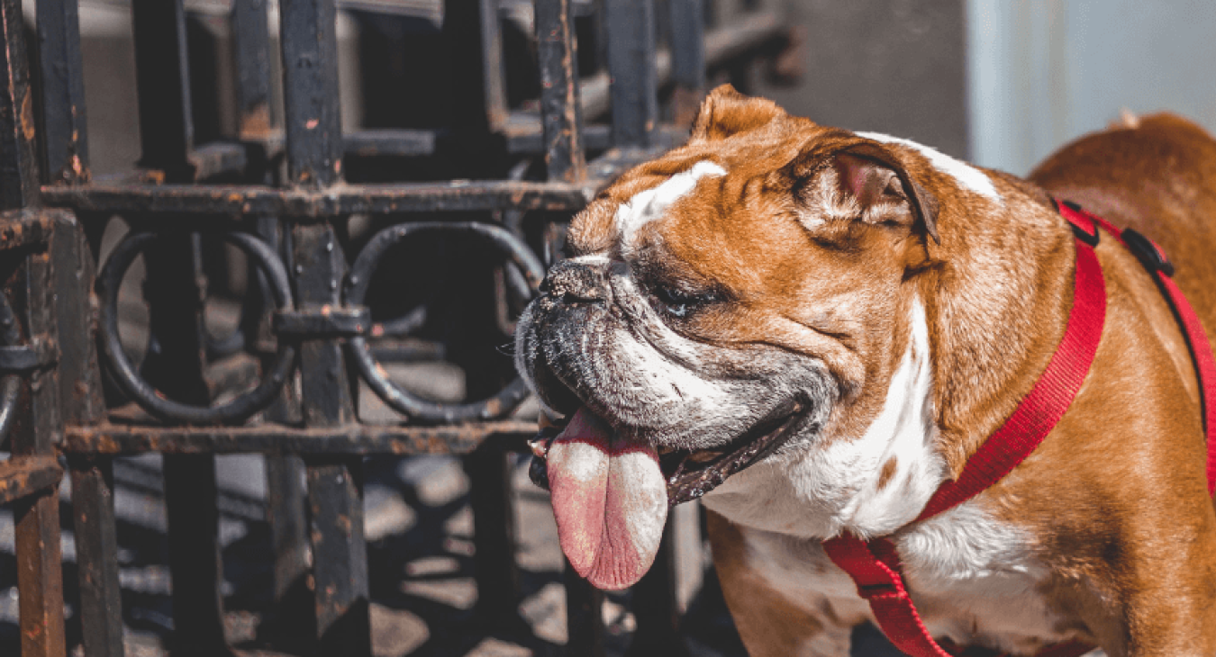 Bouledogue anglais