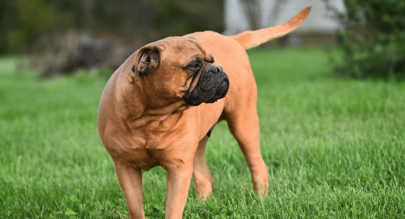 Bullmastiff : caractéristiques et entretien