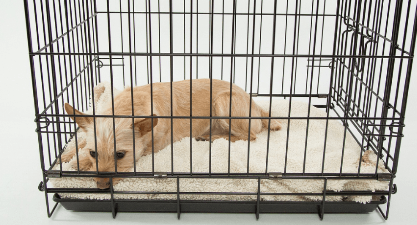 Cage pour chien : pourquoi et comment la choisir ?