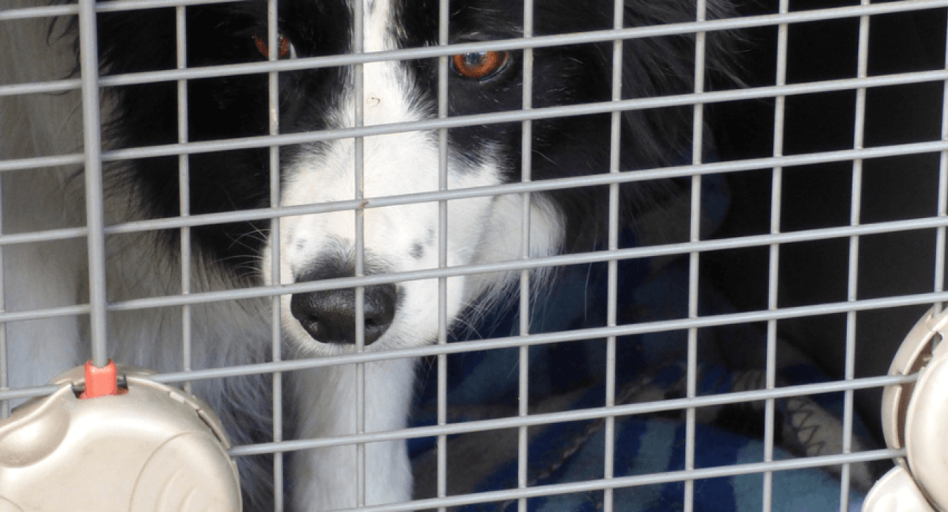 La cage de transport pour chien : en voyage, mais pas seulement