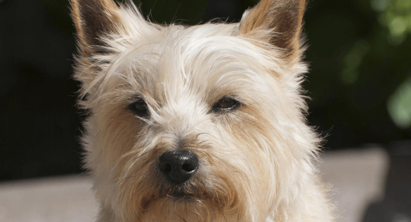 Le cairn terrier : l’une des plus anciennes races de terriers