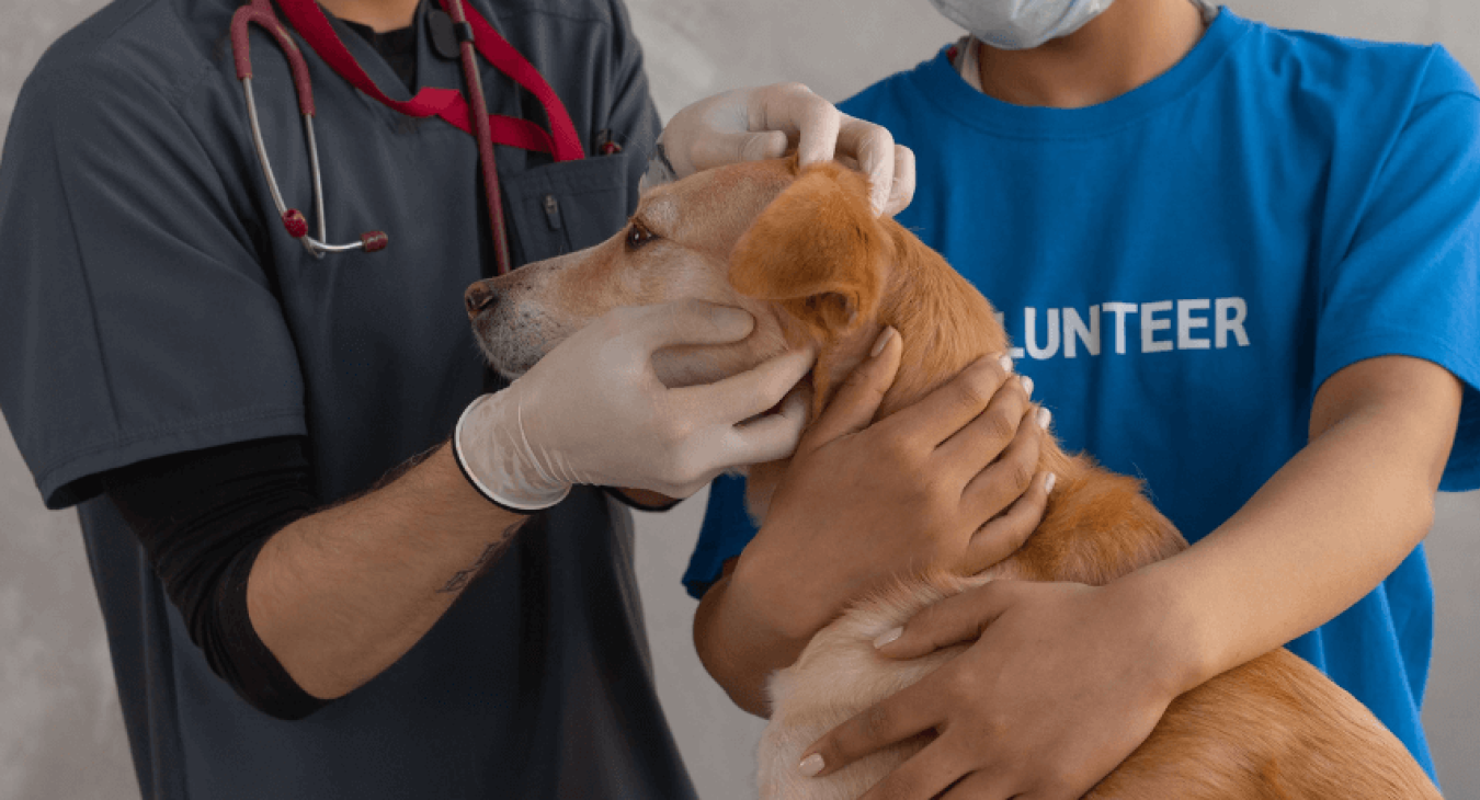 Cancer du chien : les causes et les traitements