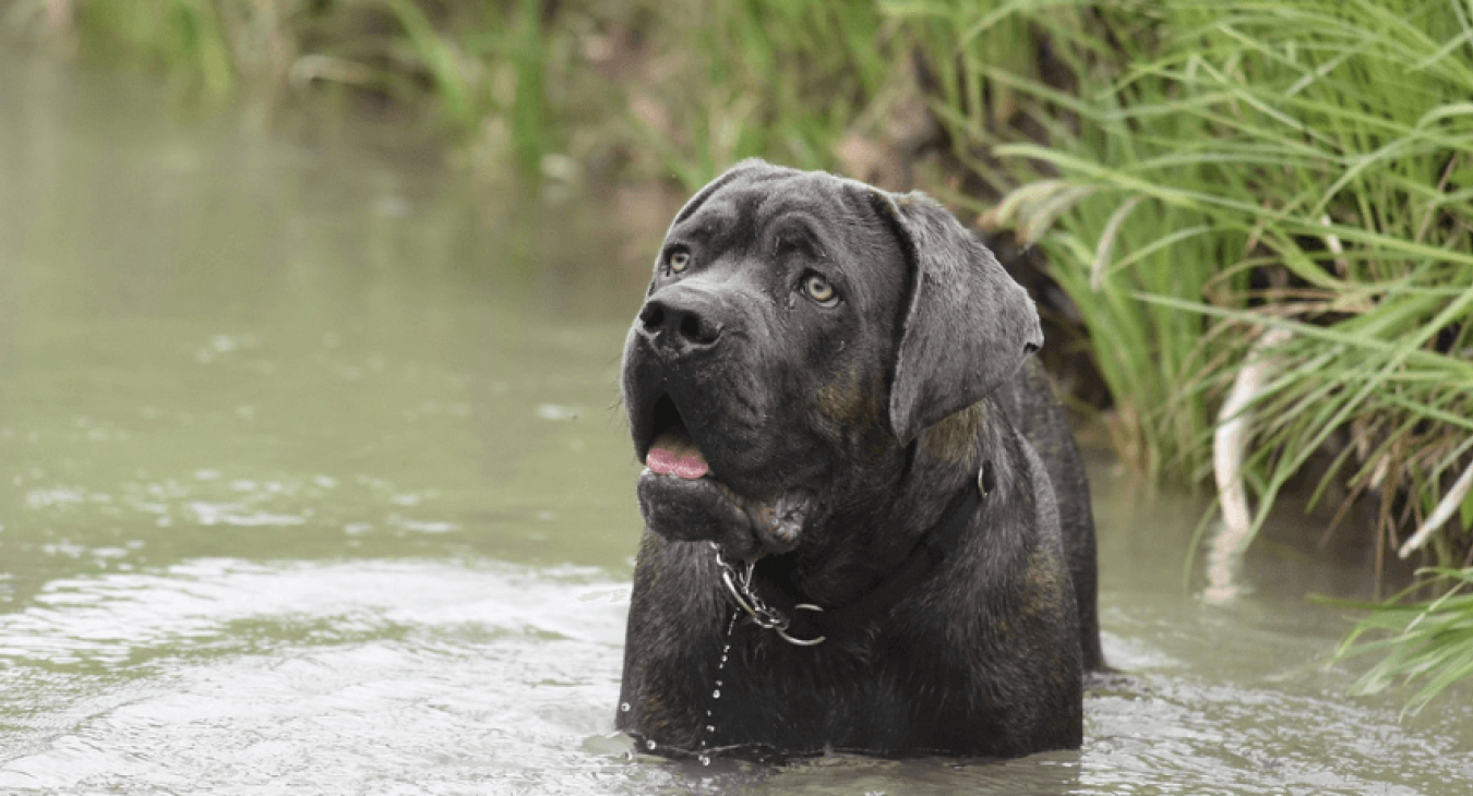 Tout connaître sur le Cane Corso