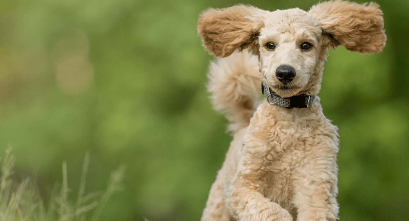 Le caniche