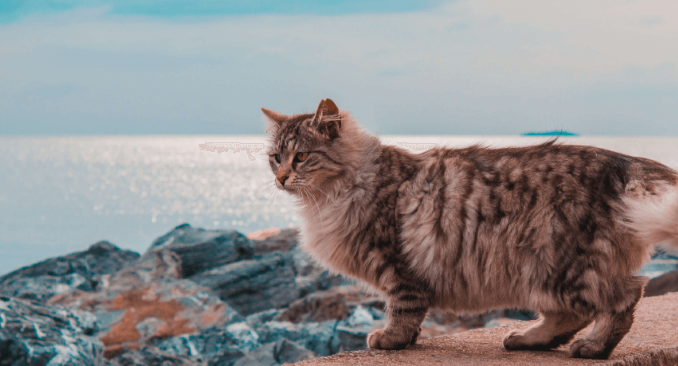 La castration chez le chat