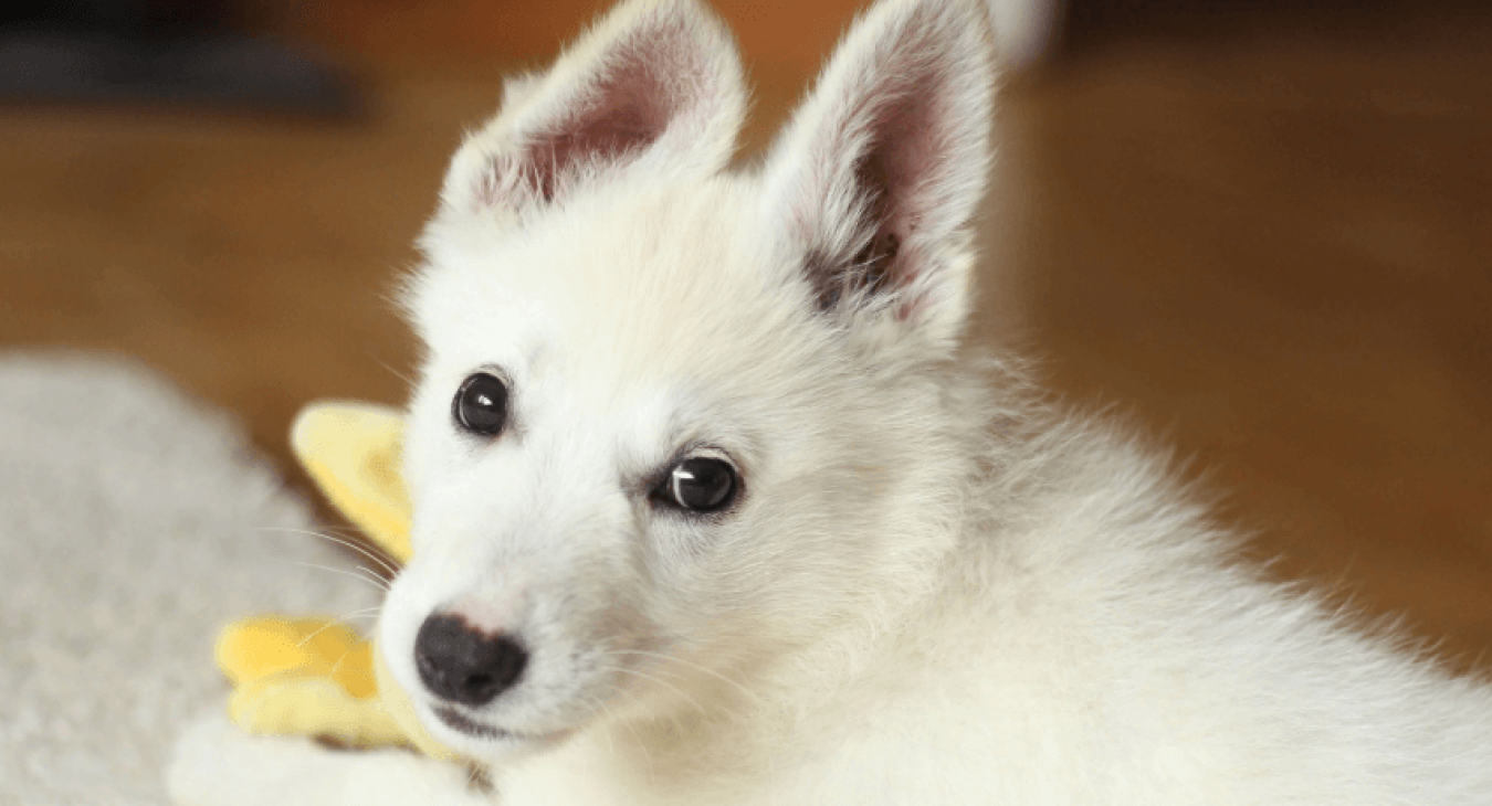Faut-il demander la castration de son chien ?