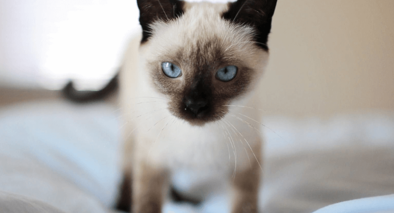 Chat maigre : les causes d’amaigrissement chez l’animal