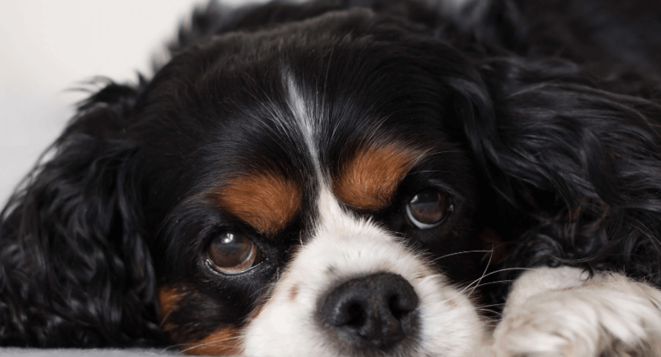 Cavalier King Charles