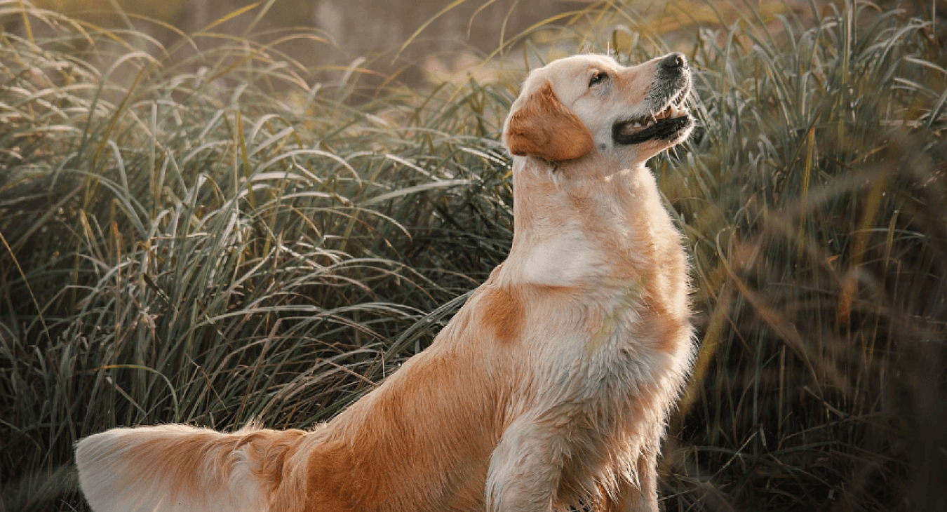 Que se passe-t-il pendant les chaleurs d’une chienne ?