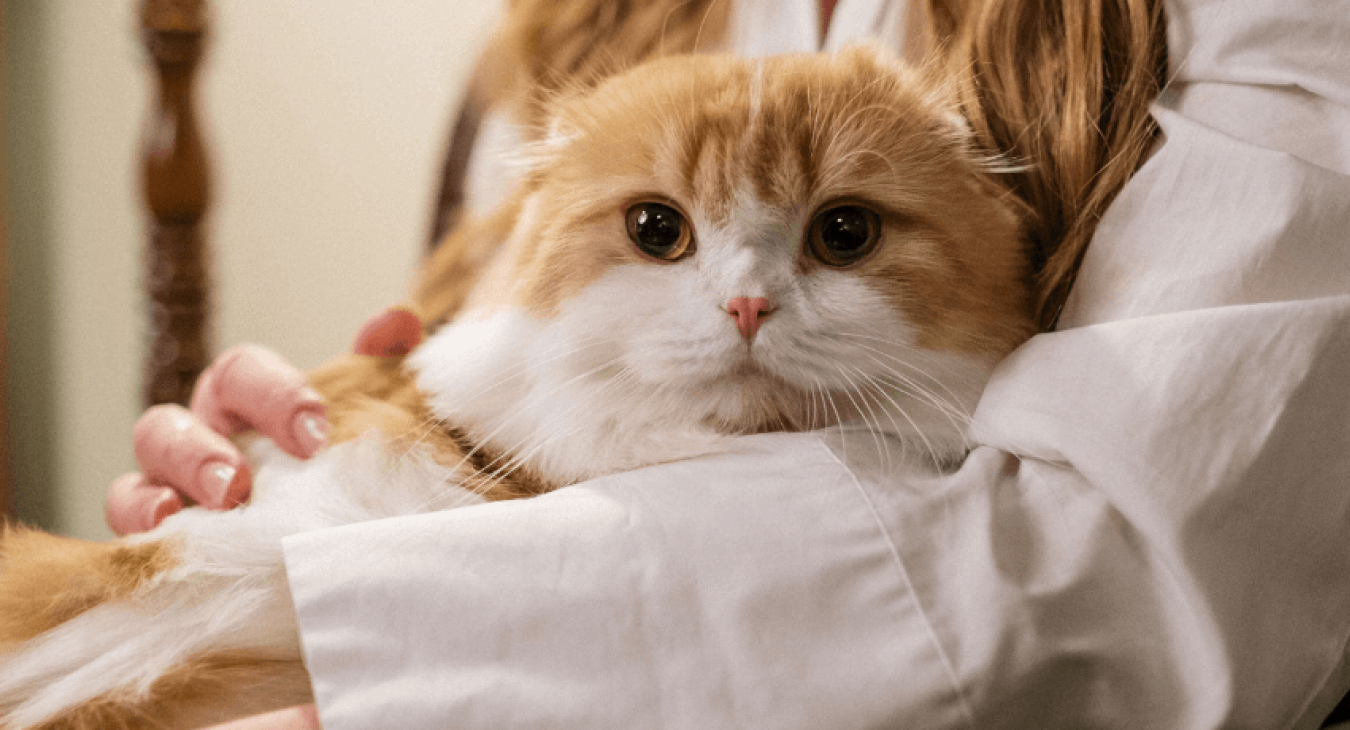 Chat affectueux : tout savoir sur ce comportement