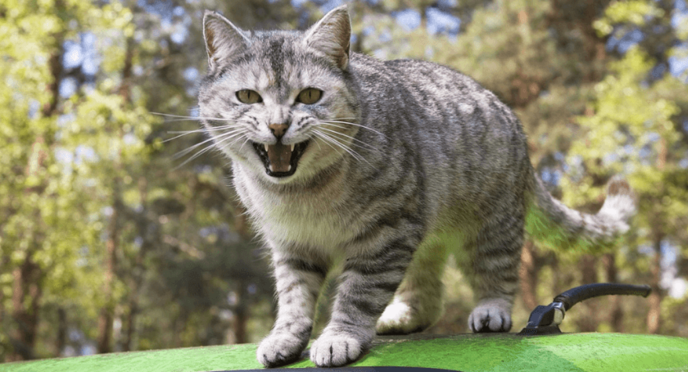 Chat agressif : le comprendre pour mieux l'accompagner