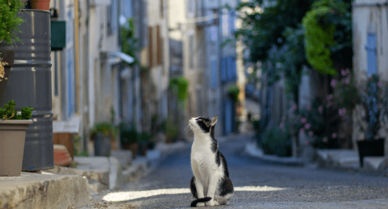 Qu’est-ce qu’un chat de gouttière ?