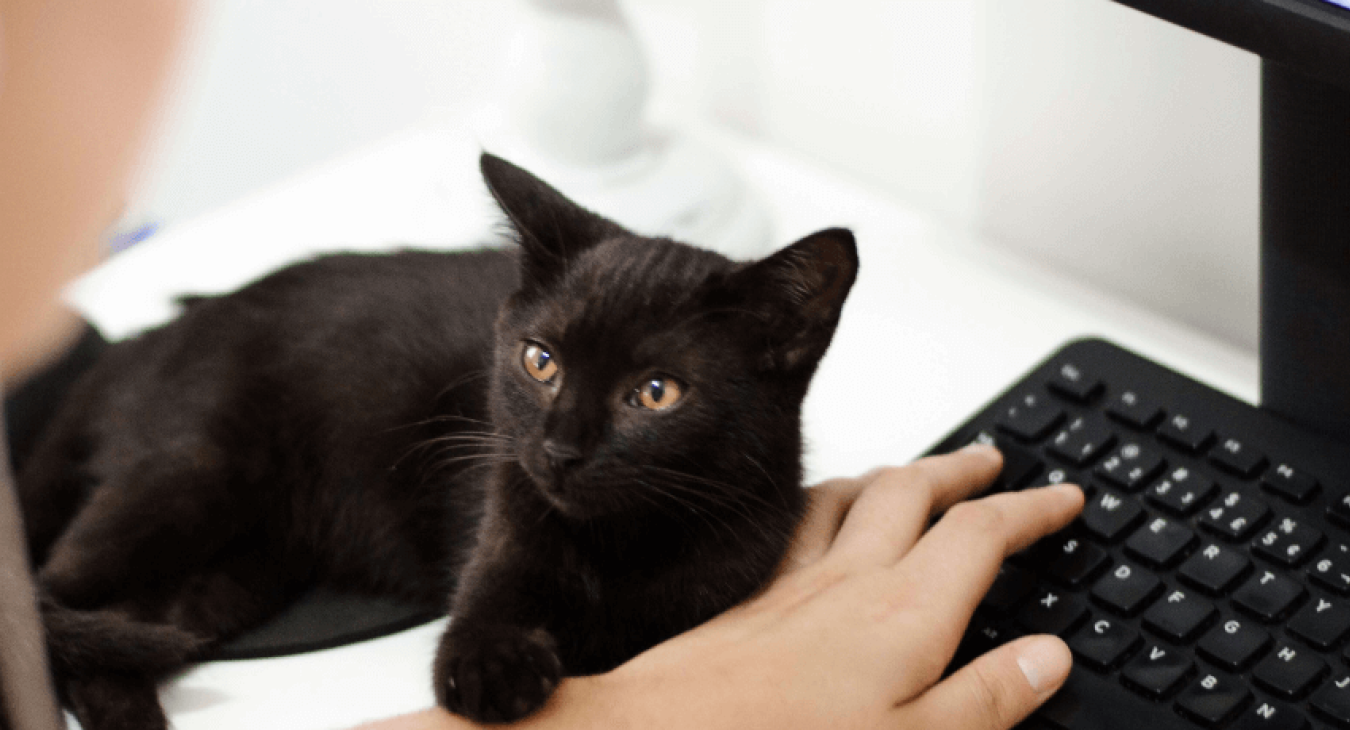 Les signes qui prouvent que votre chat est heureux