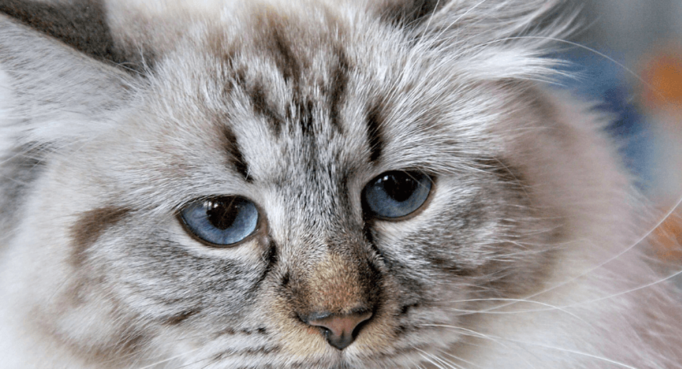 Adopter un chat hypoallergénique lorsqu'on est allergique