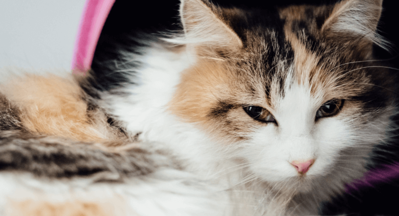 Chat malade : quand faut-il s’inquiéter ?