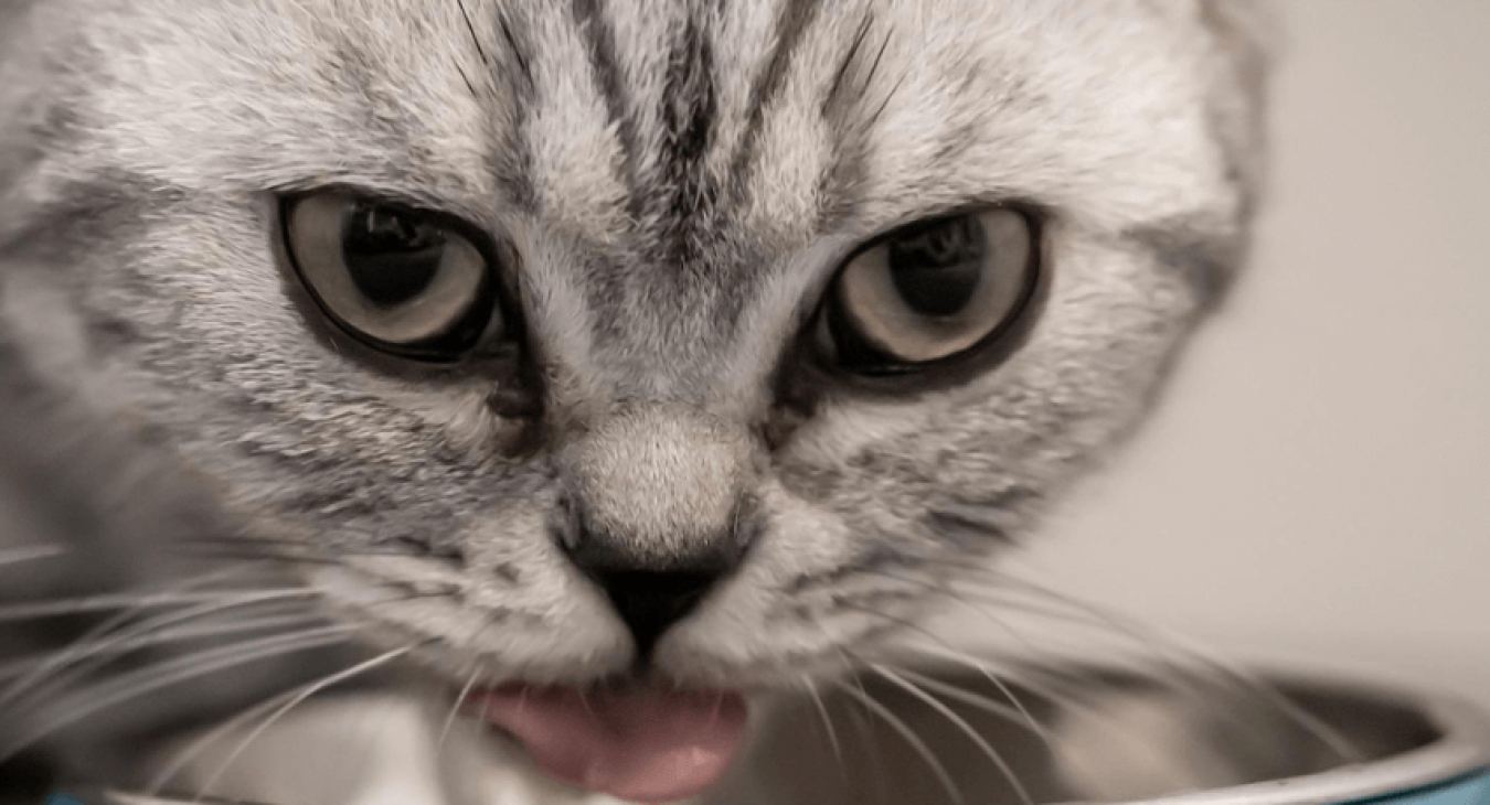 Tout savoir sur la nourriture des chatons