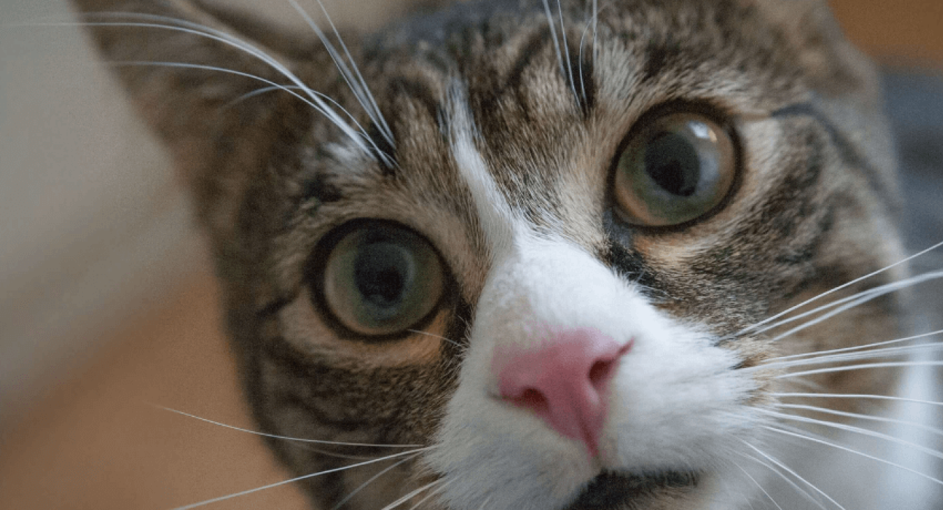 Comment comprendre un chat qui parle ?