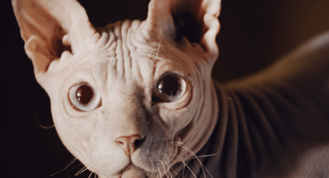 Pourquoi adopter un chat sans poils et comment bien l’entretenir ?