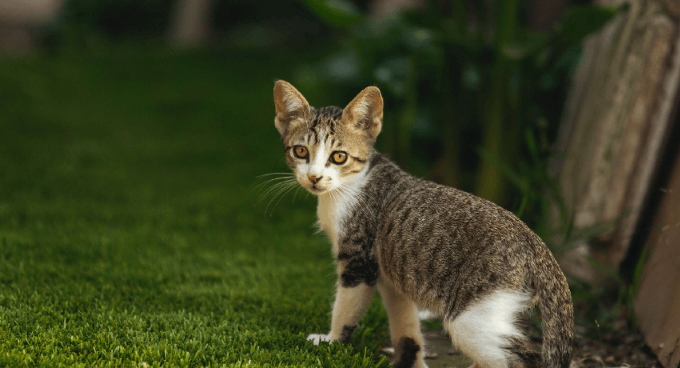 Chat stressé : que faire pour le détendre ?