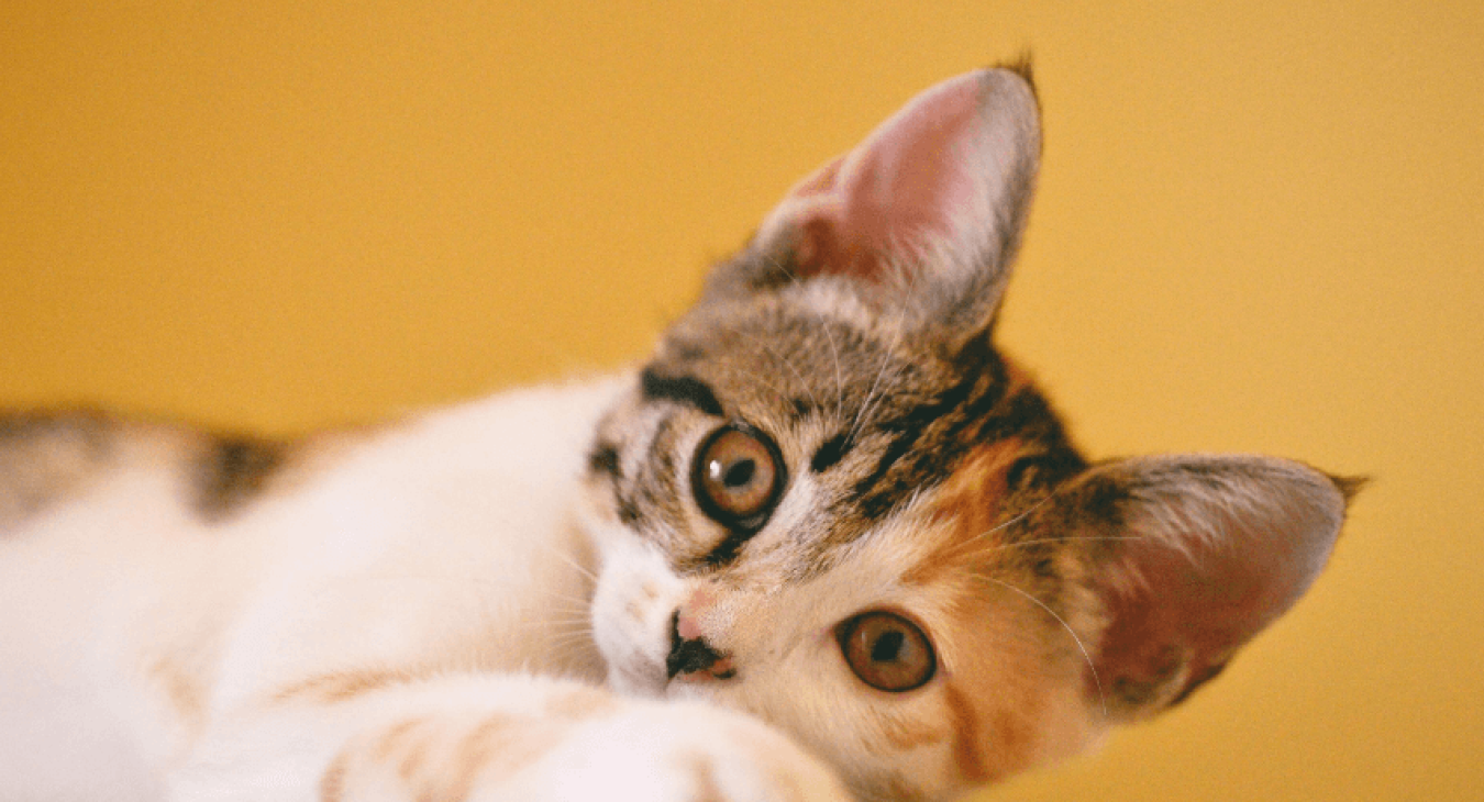 Chat qui tousse : causes & traitements possibles