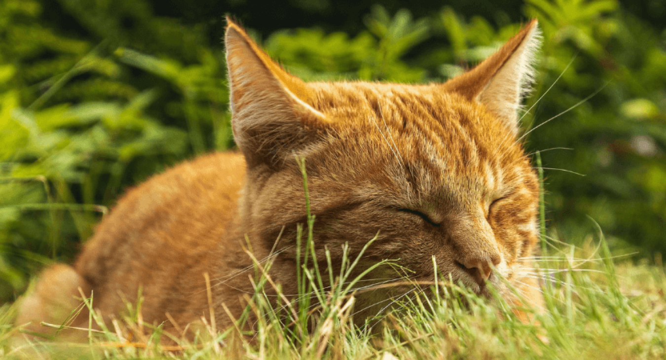 Chat qui vomit : que faire ?