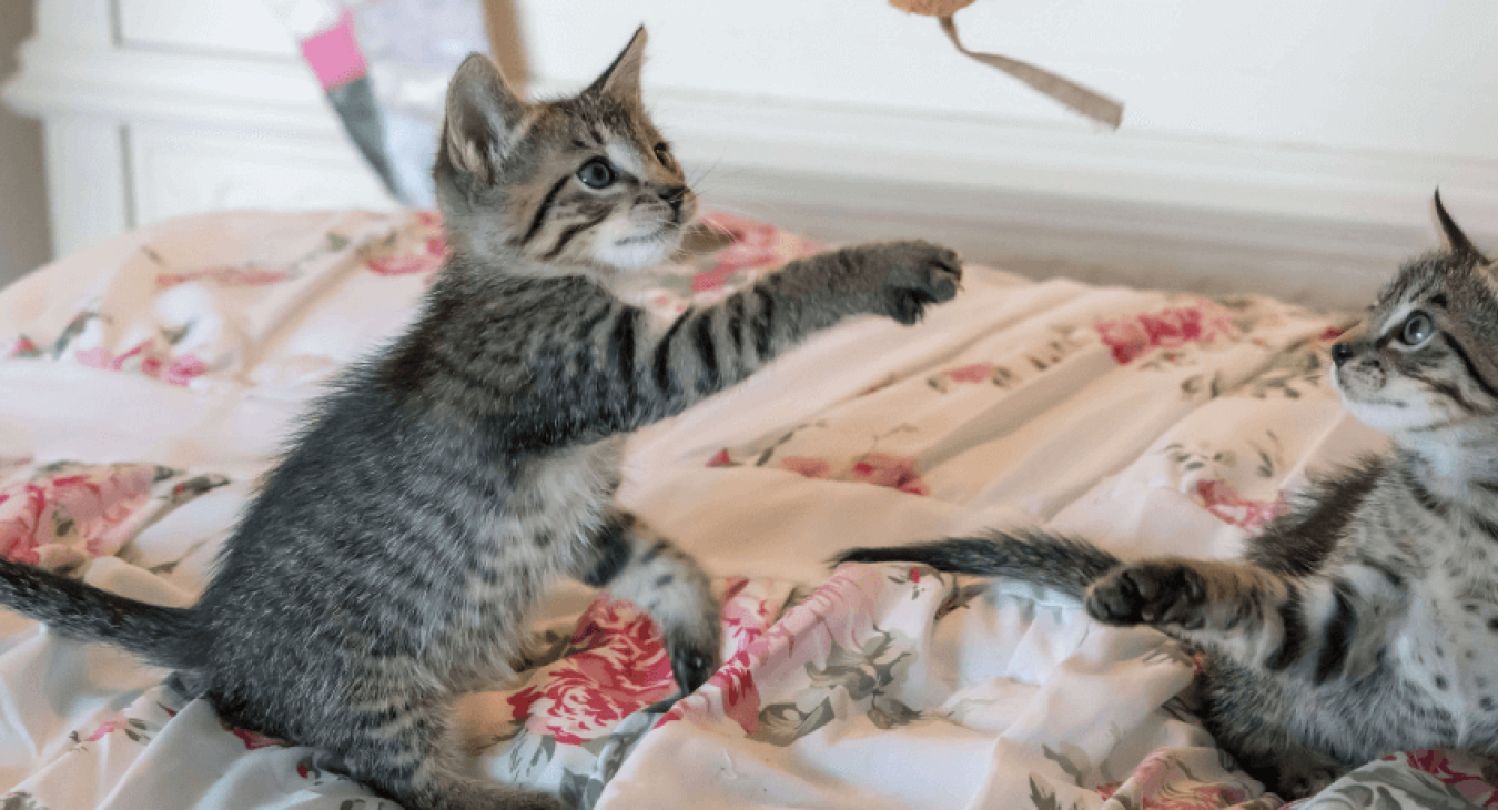 La gestation chez la chatte : durée et déroulement