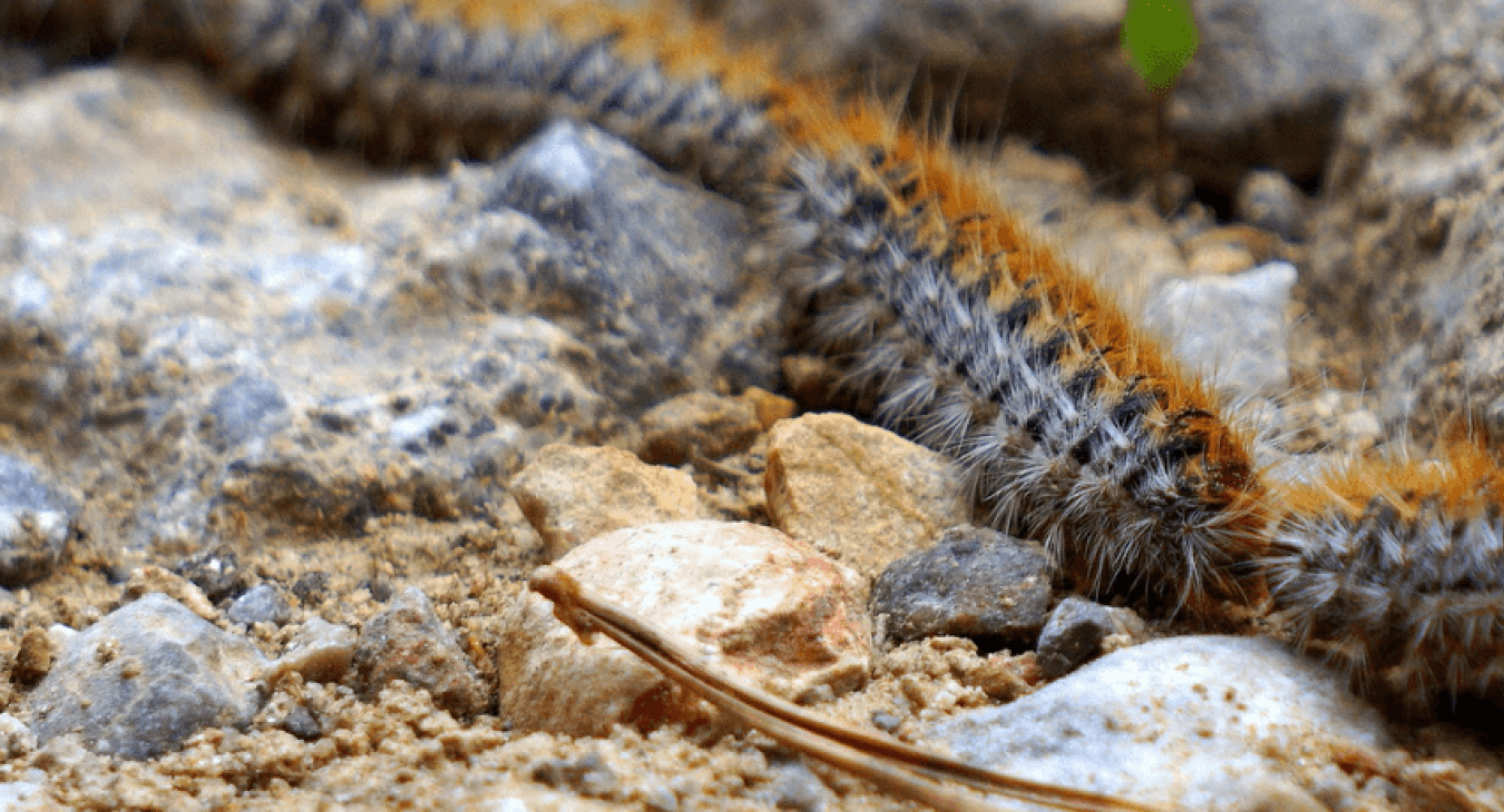 Chenille processionnaire et chat 