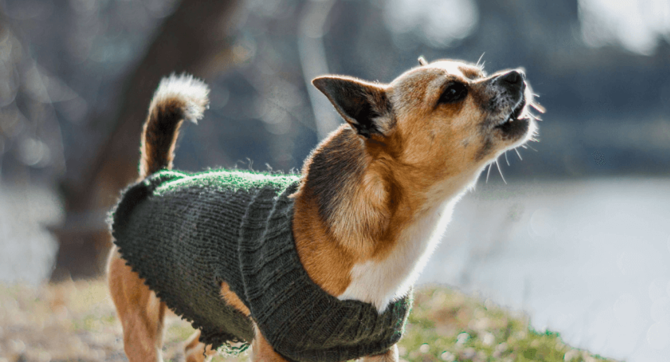 Comment empêcher un chien d’aboyer ?